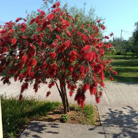 Διαμέρισμα Olive Ποντγορίτσα