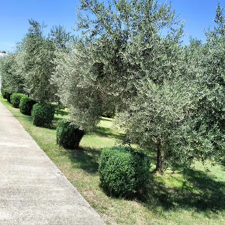 Olive * Podgorica