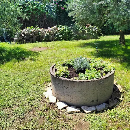 Olive Apartment