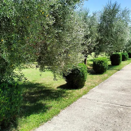 Διαμέρισμα Olive Ποντγορίτσα