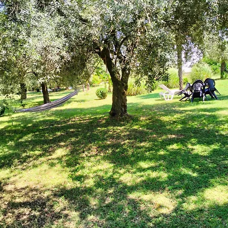 Olive * Ποντγορίτσα