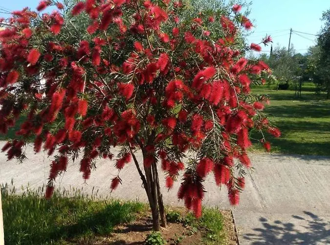 Apartamento Olive Podgorica